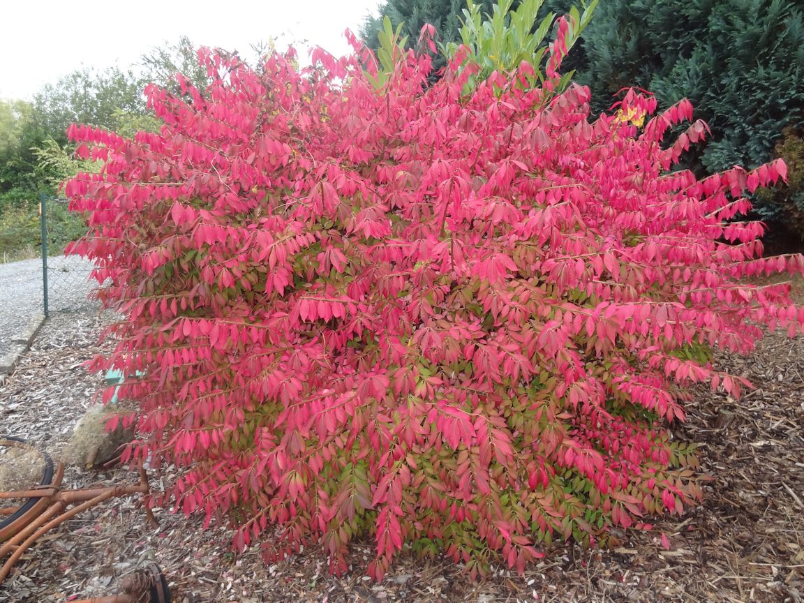 Euonymus alatus Compactus Kardinaalsmuts 80/100