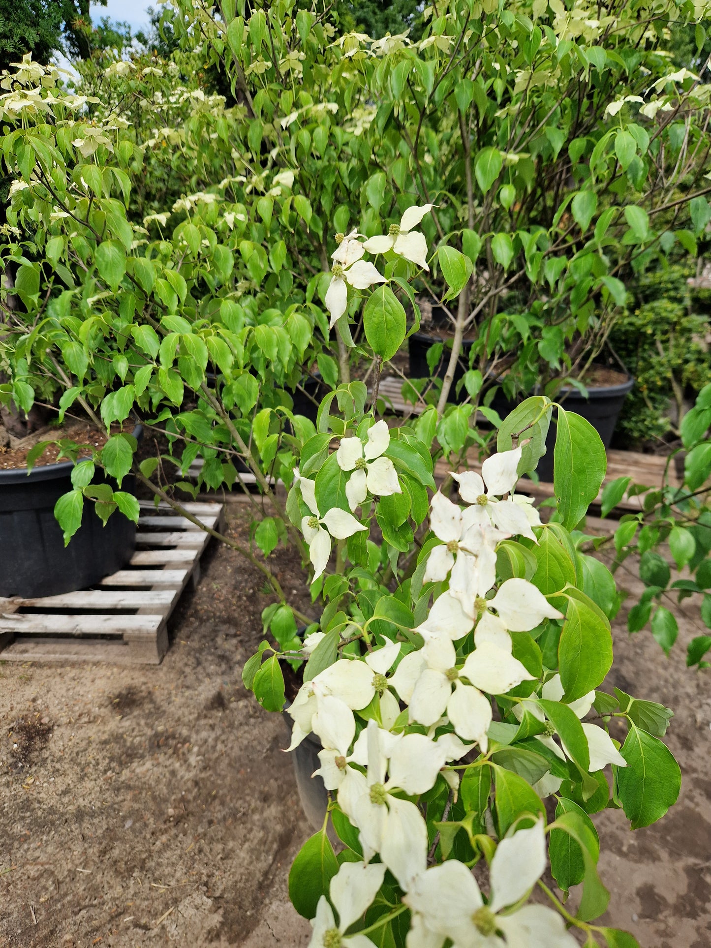 Cornus kousa Chinensis kornoelje