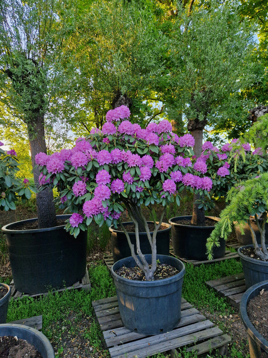 Rhododendron Roseum Elegans 160cm XXL meerstammig