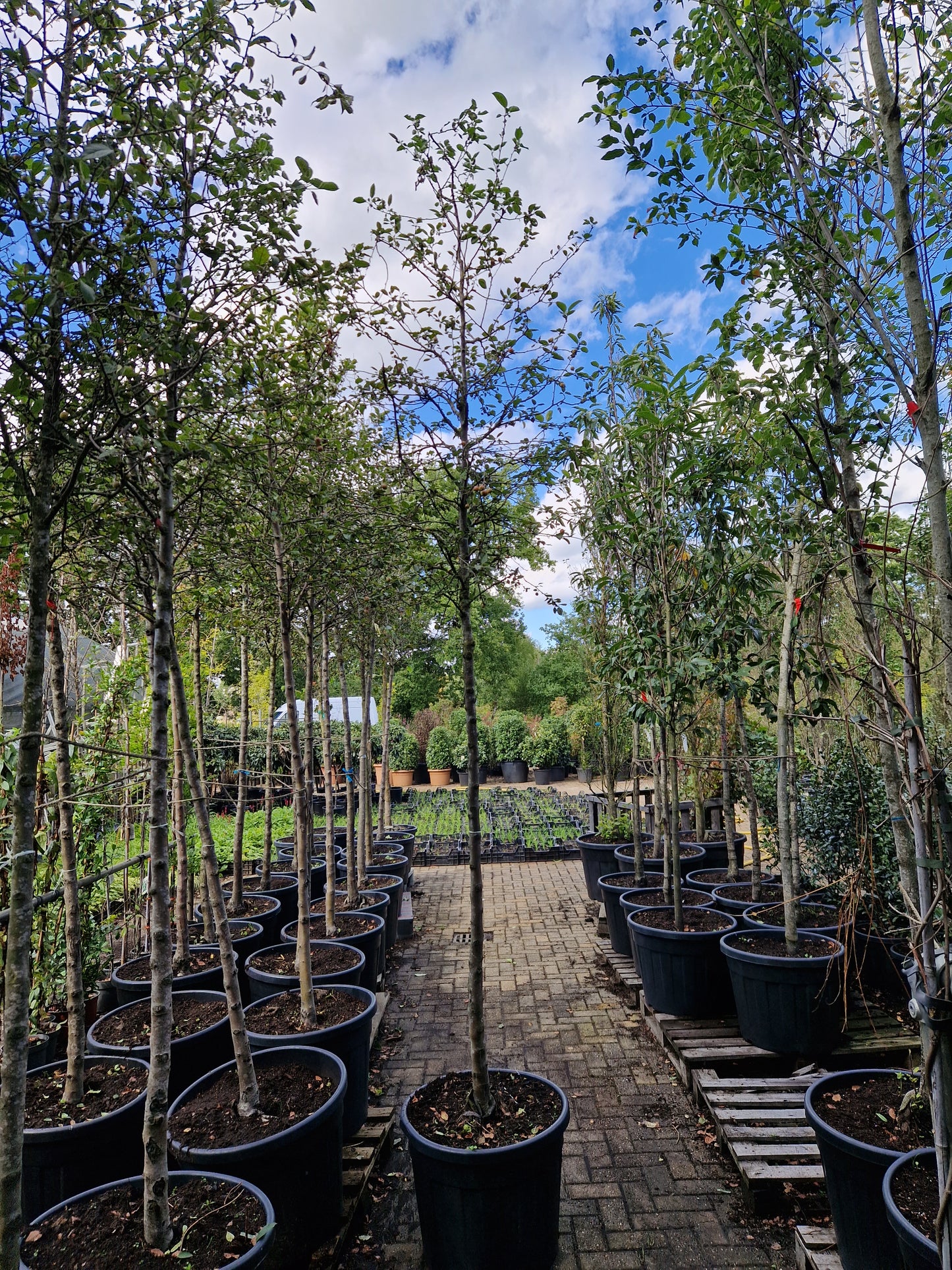 Malus evereste Sierappel Hoogstam