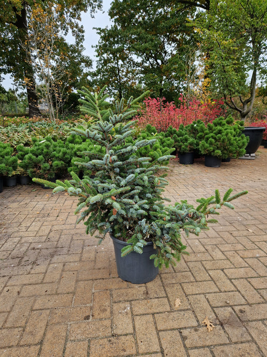 Picea bicolor Japanse spar 80-90cm