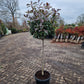 Bol Photinia Fraseri Red robin 100cm stam Glansmispel