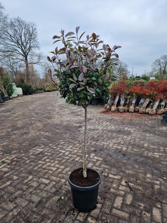 Bol Photinia Fraseri Red robin 100cm stam Glansmispel