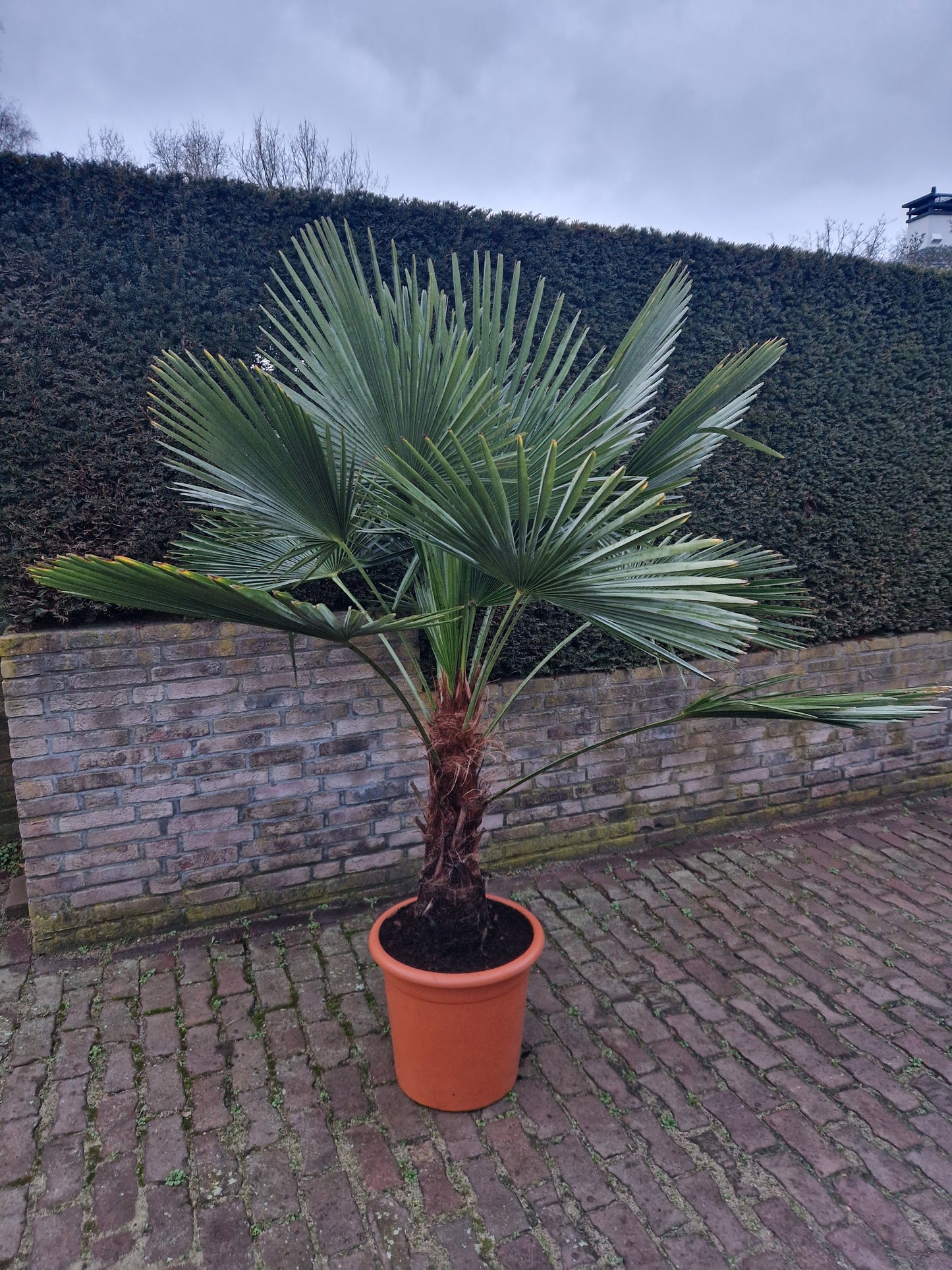 Trachycarpus Fortunei 150-175cm XXL Palm