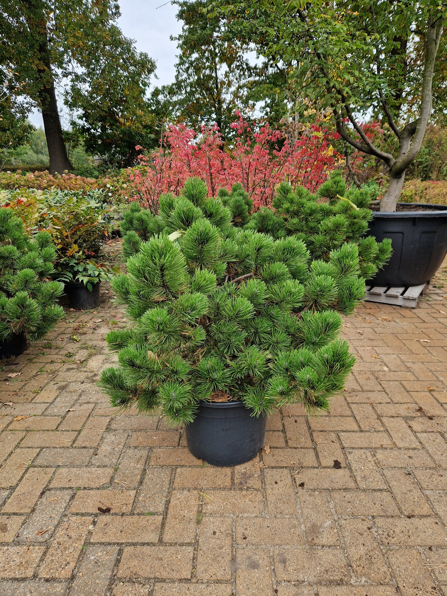 Pinus nigra Hornibrookiana 70-80cm