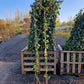 Hedera Hibernica klimop 175-200cm