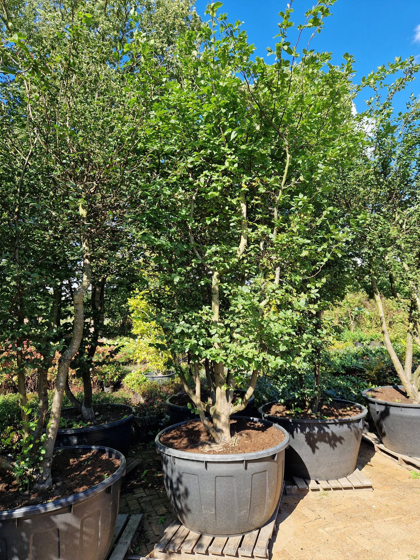 Carpinus betulus meerstammig XXL Beuk 10-15 jaar oud