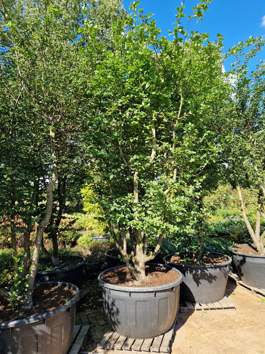 Carpinus betulus meerstammig XXL Beuk 10-15 jaar oud