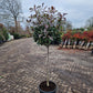 Bol Photinia Fraseri Red robin 100cm stam Glansmispel