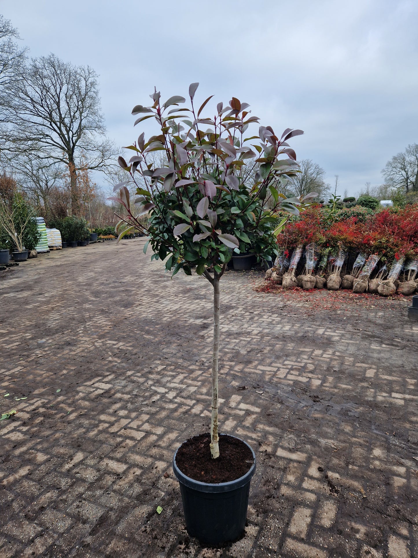 Bol Photinia Fraseri Red robin 100cm stam Glansmispel