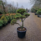 Pinus sylvestris Bonsai 1.1