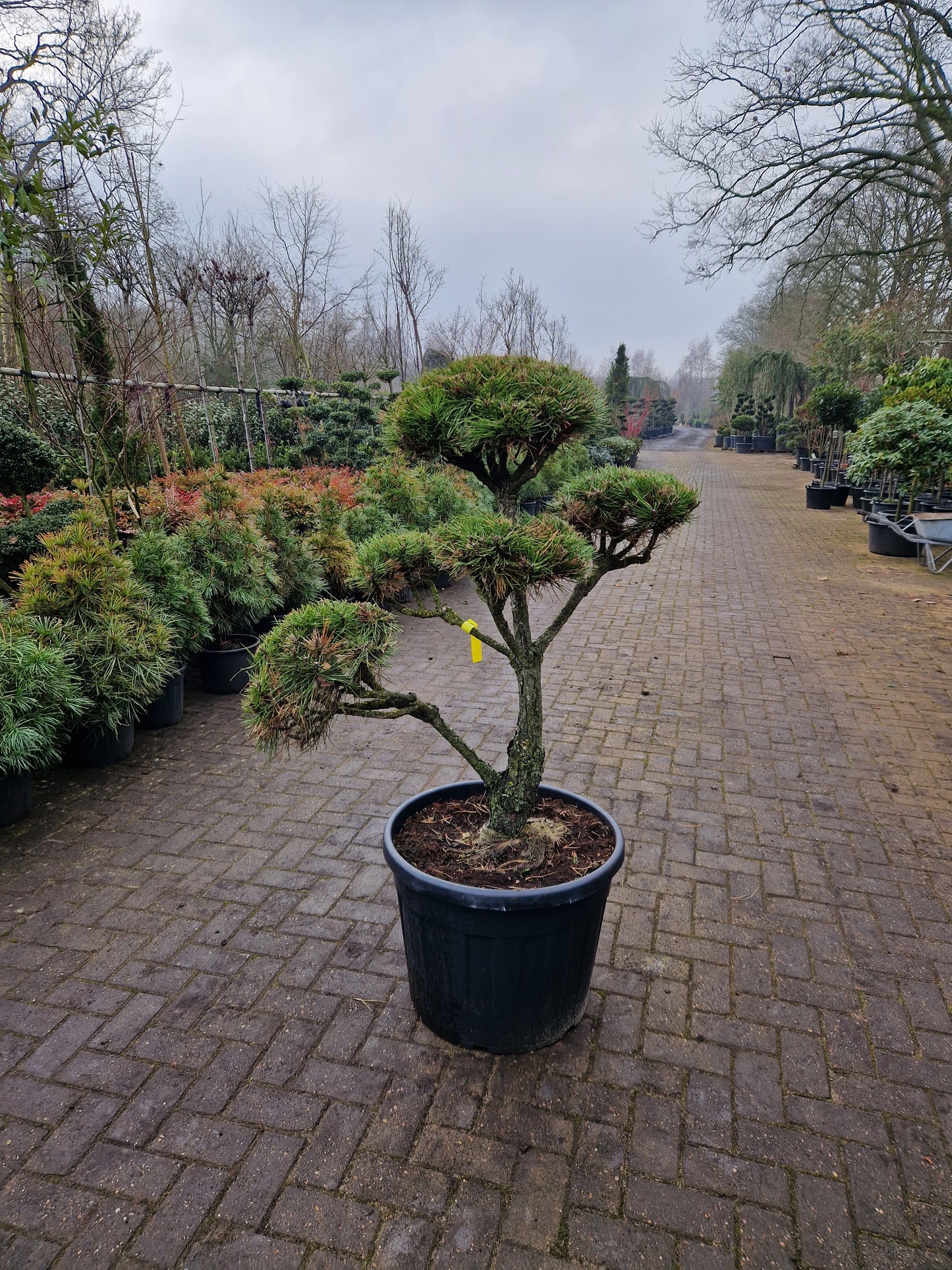 Pinus sylvestris Bonsai 1.1