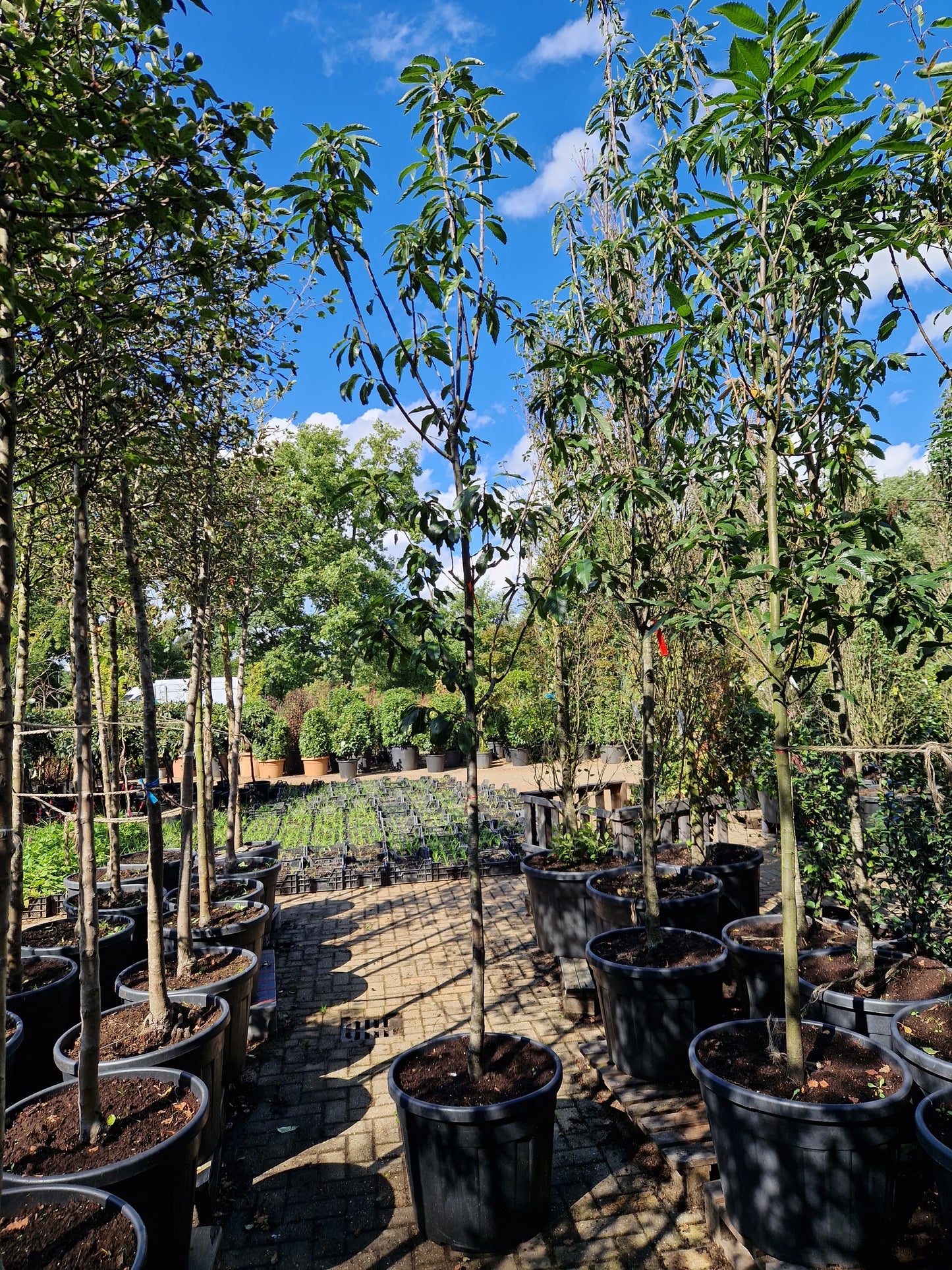 Castanea sativa Tamme kastanje 12-14cm hoogstam