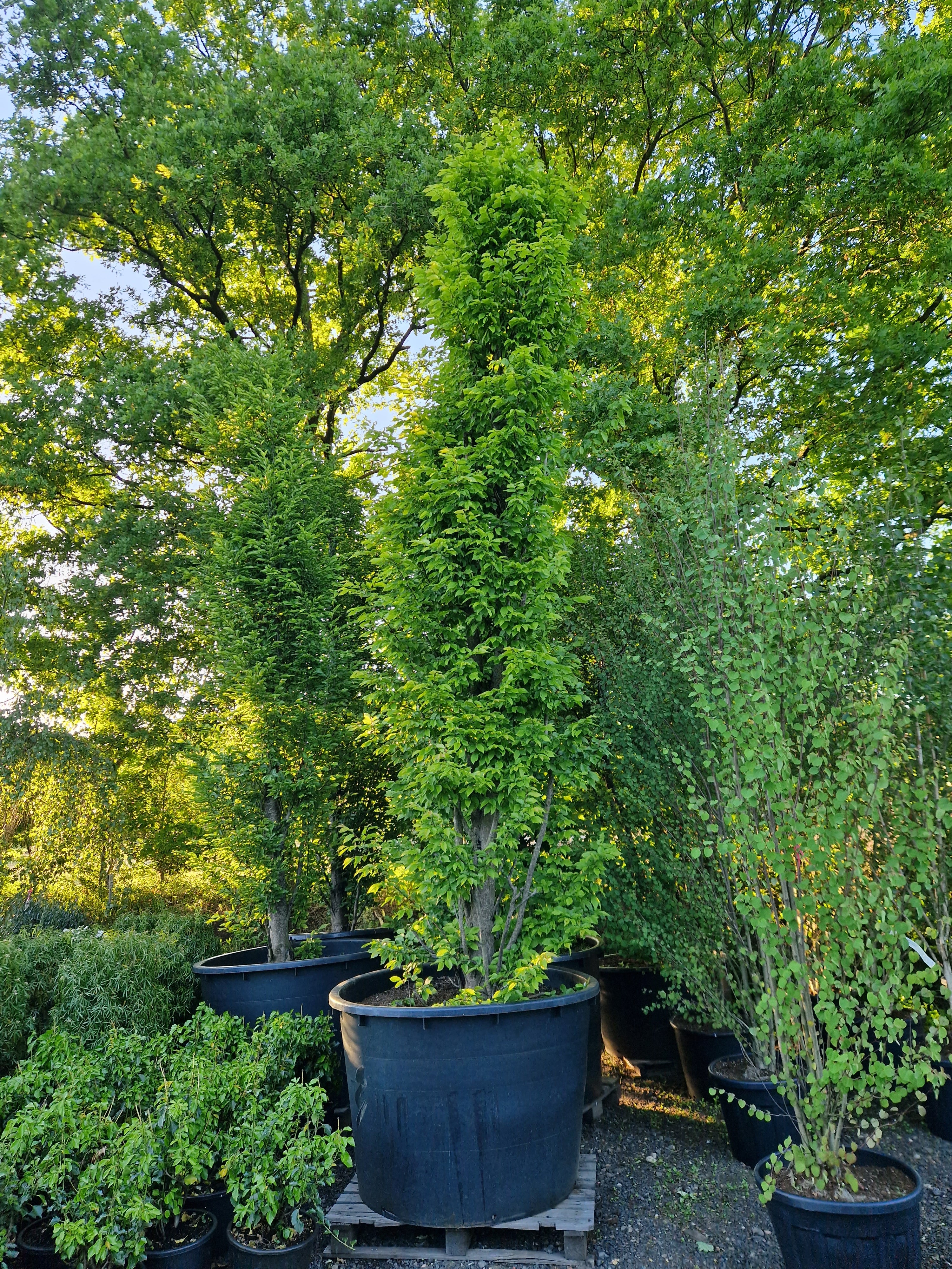 Carpinus betulus Fastigiata Zuilbeuk XXL – Tuinplantkopen
