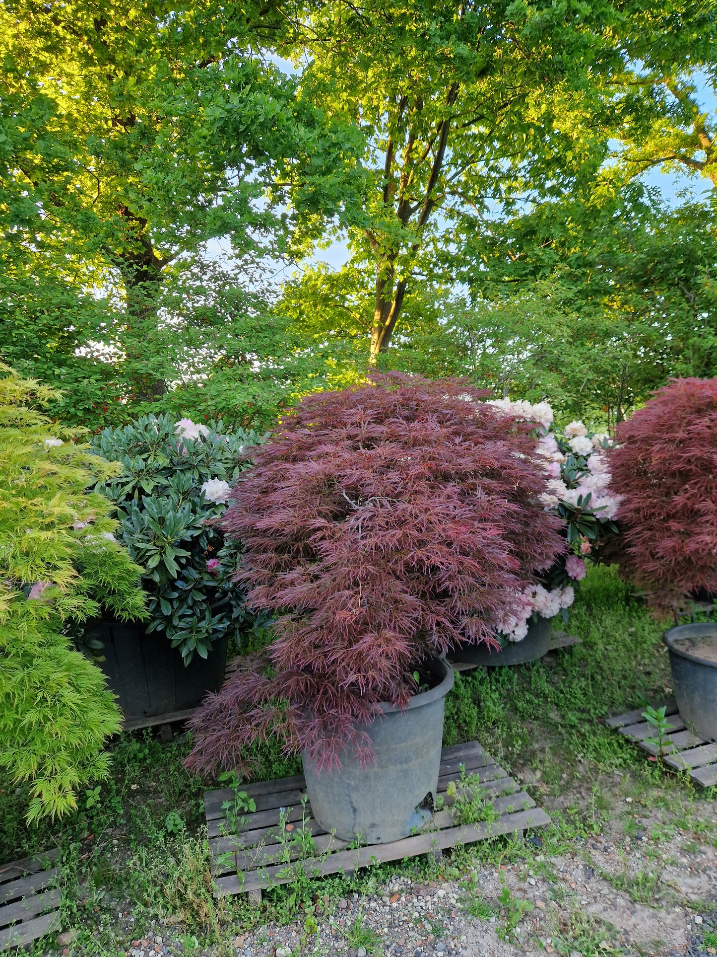 Japanse esdoorn rood
