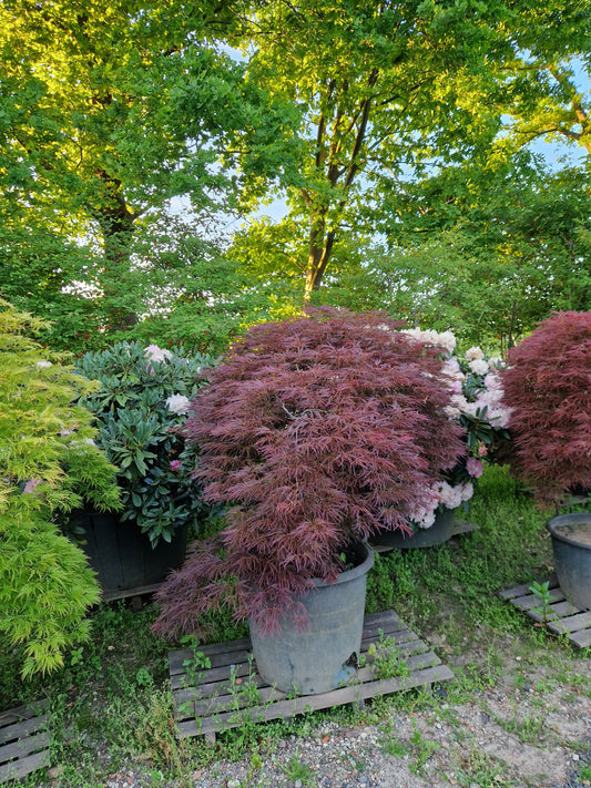Japanse esdoorn rood
