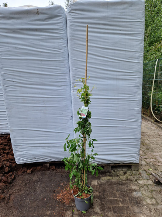 Parthenocissus quinq. engelmannii 160-180cm Klimplant