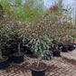 Cotoneaster Lacteus op stam 40-50cm Dikstammig XXL Dwergmispel