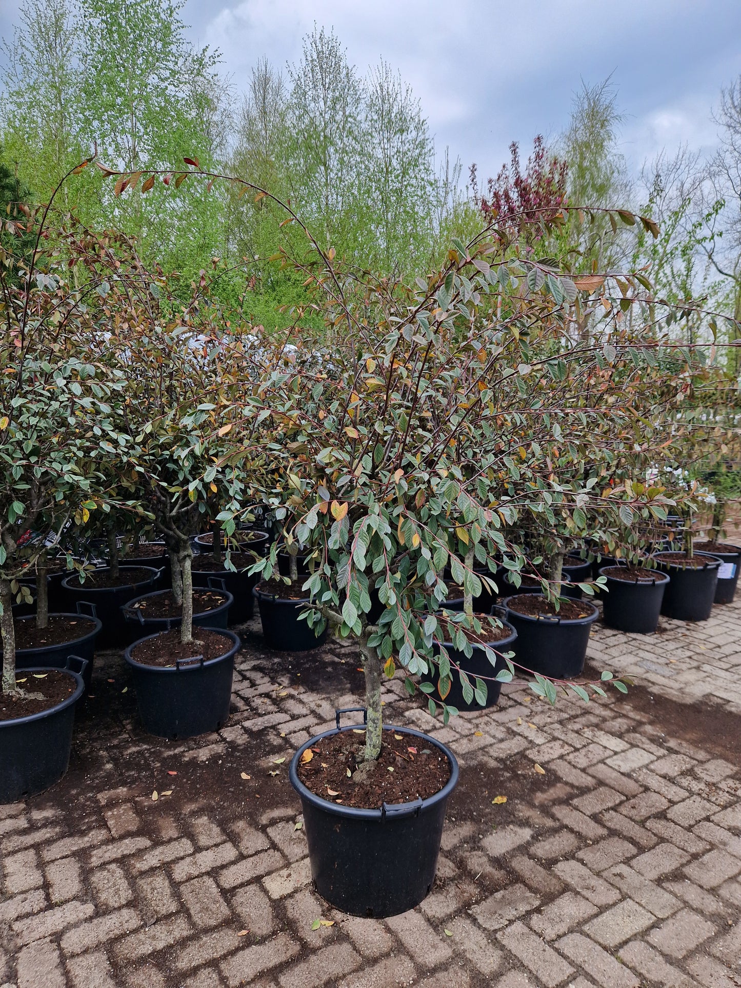 Cotoneaster Lacteus op stam 40-50cm Dikstammig XXL Dwergmispel