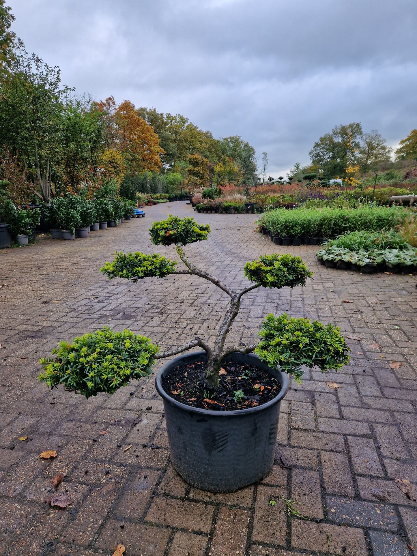 Taxus baccata Bonsai klein