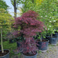 Acer palmatum Crimson Queen Japanse esdoorn 175cm