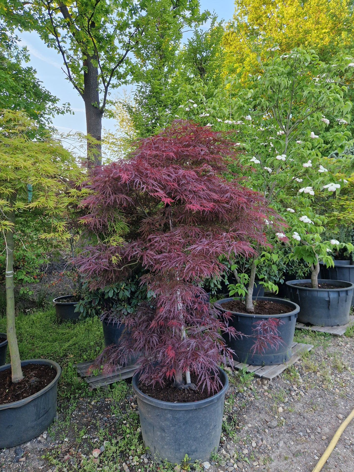 Acer palmatum Crimson Queen Japanse esdoorn 175cm