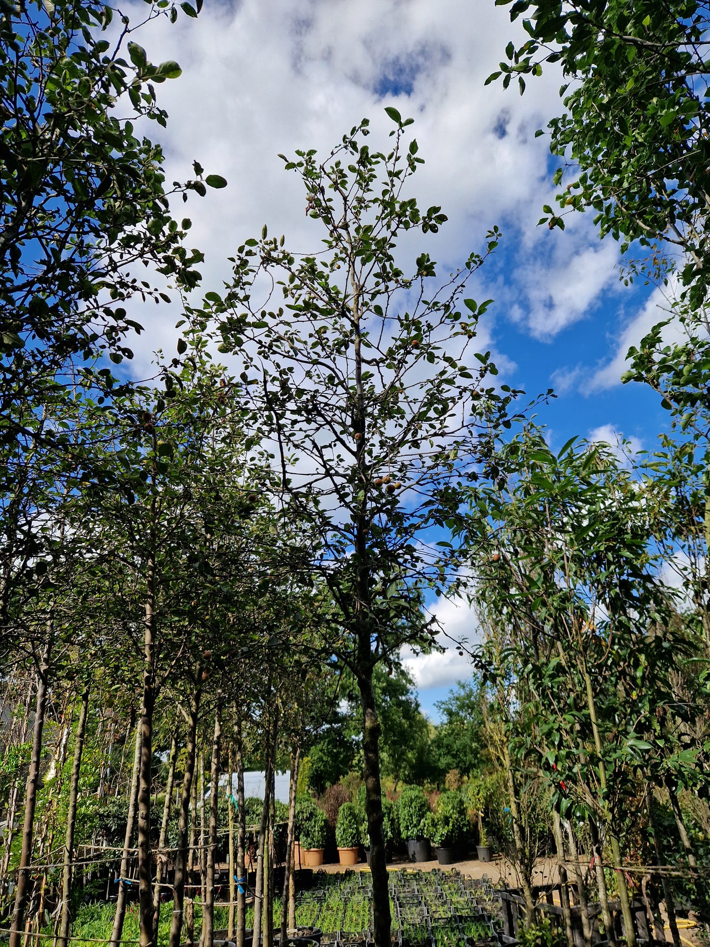Malus evereste Sierappel Hoogstam