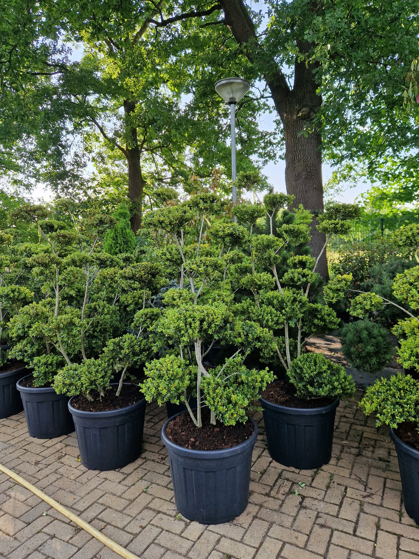 Ilex Crenata bonsai Japanse hulst