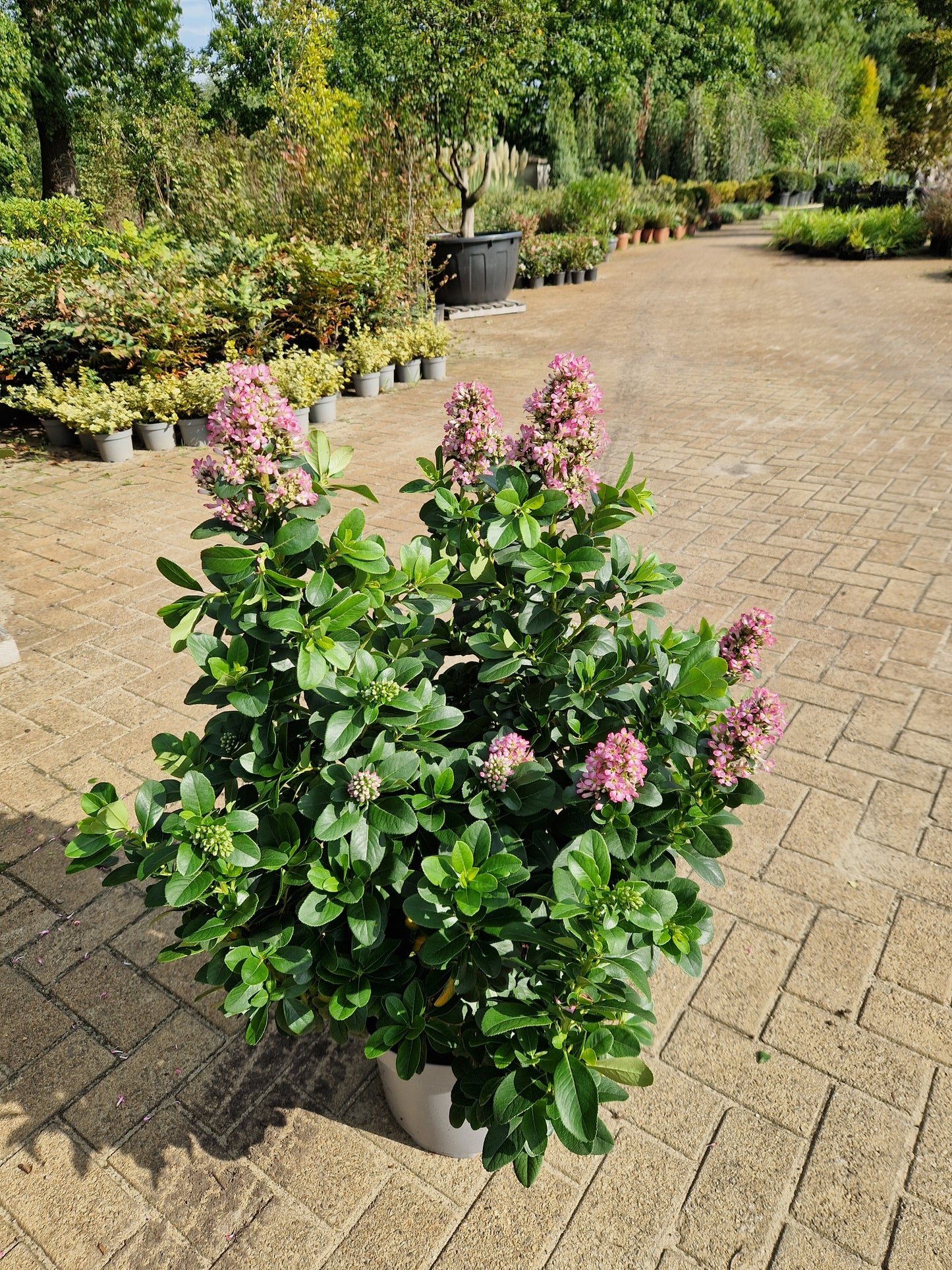 Escallonia laevis Pink Elle