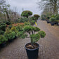 Pinus sylvestris Bonsai 1.2