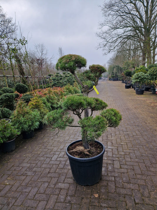 Pinus sylvestris Bonsai 1.2