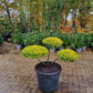 Ilex Crenata Golden Gem bonsai Japanse hulst