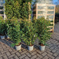 Prunus Lusticanica Angustifolia 80-100cm Portugese Laurier