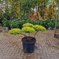 Ilex Crenata Golden Gem bonsai Japanse hulst