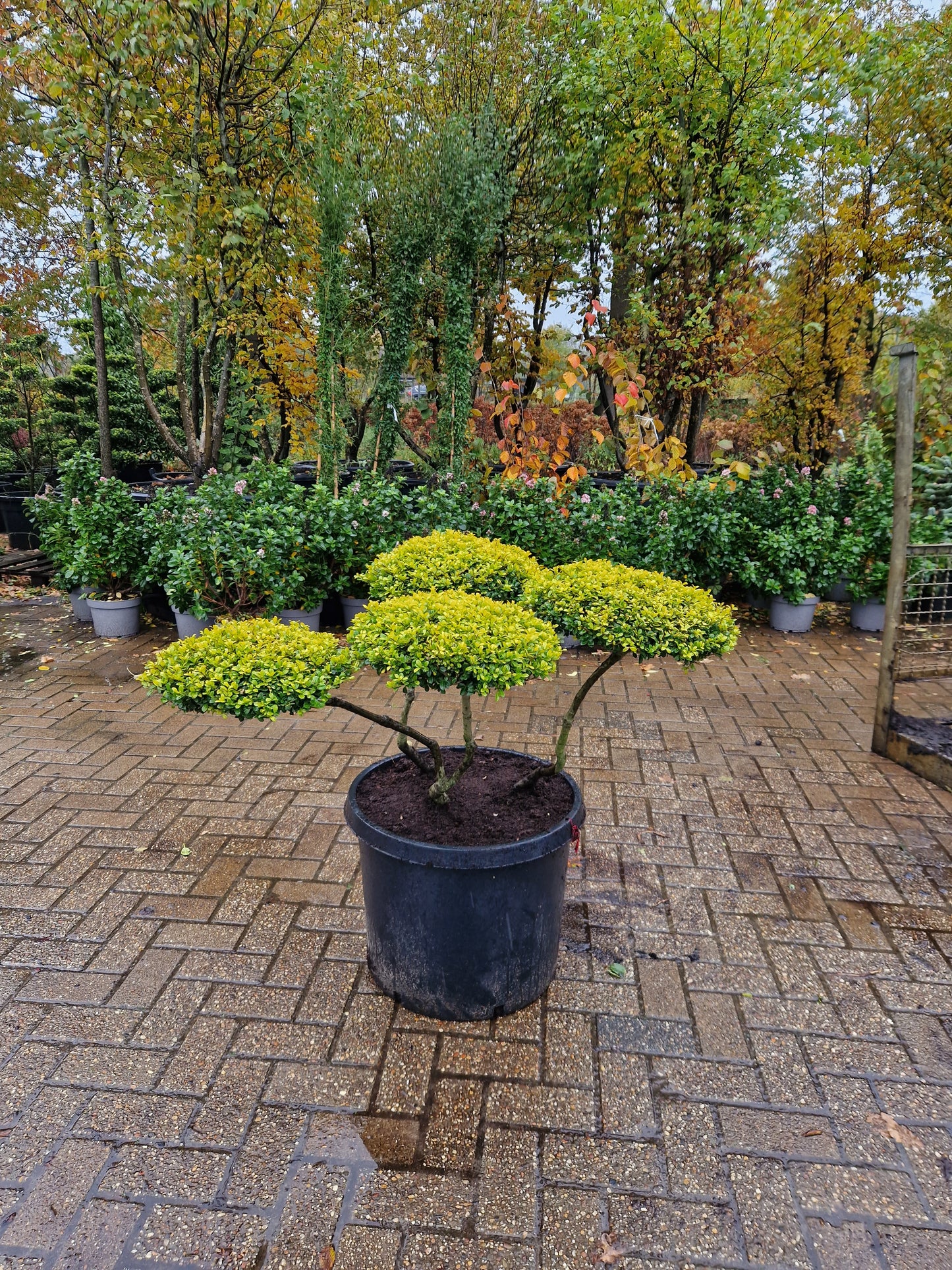 Ilex Crenata Golden Gem bonsai Japanse hulst