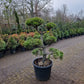 Pinus sylvestris Bonsai 1.7