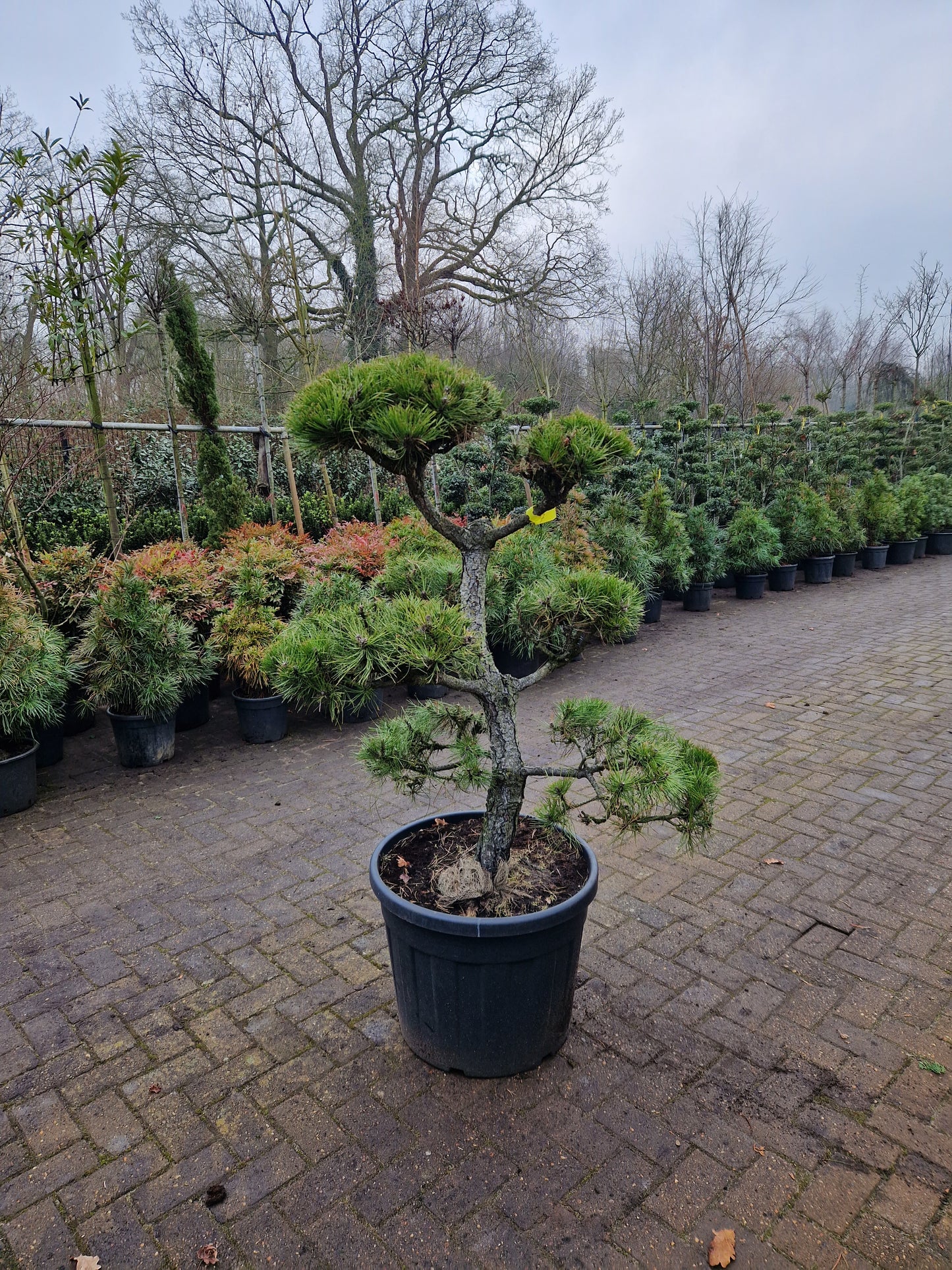 Pinus sylvestris Bonsai 1.7