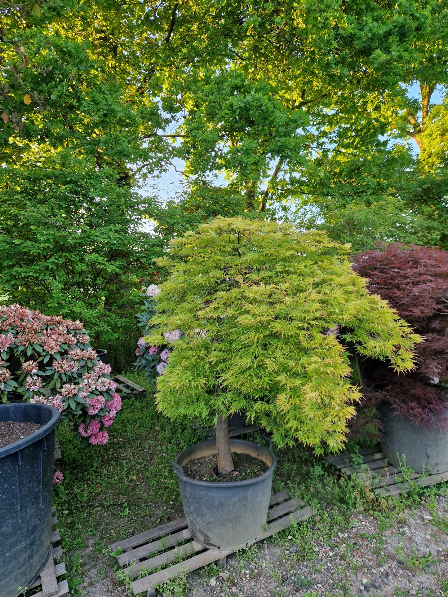 Japanse esdoorn groen
