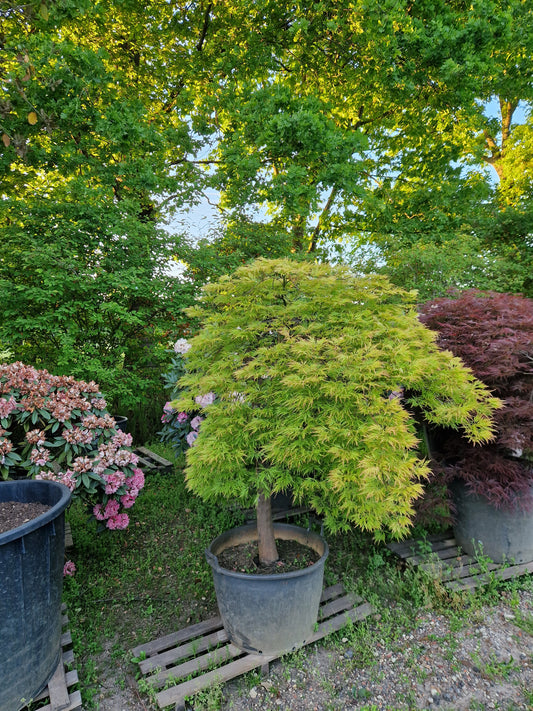Japanse esdoorn groen