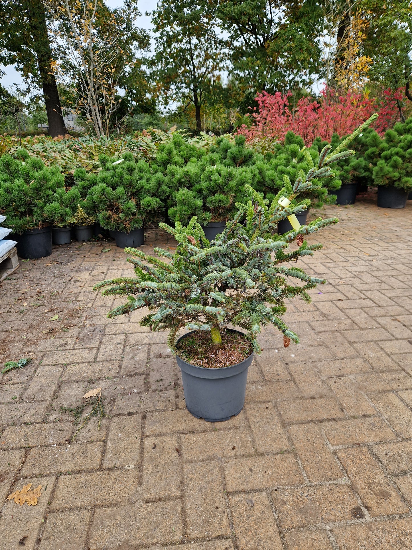 Picea bicolor Japanse spar 50-60cm