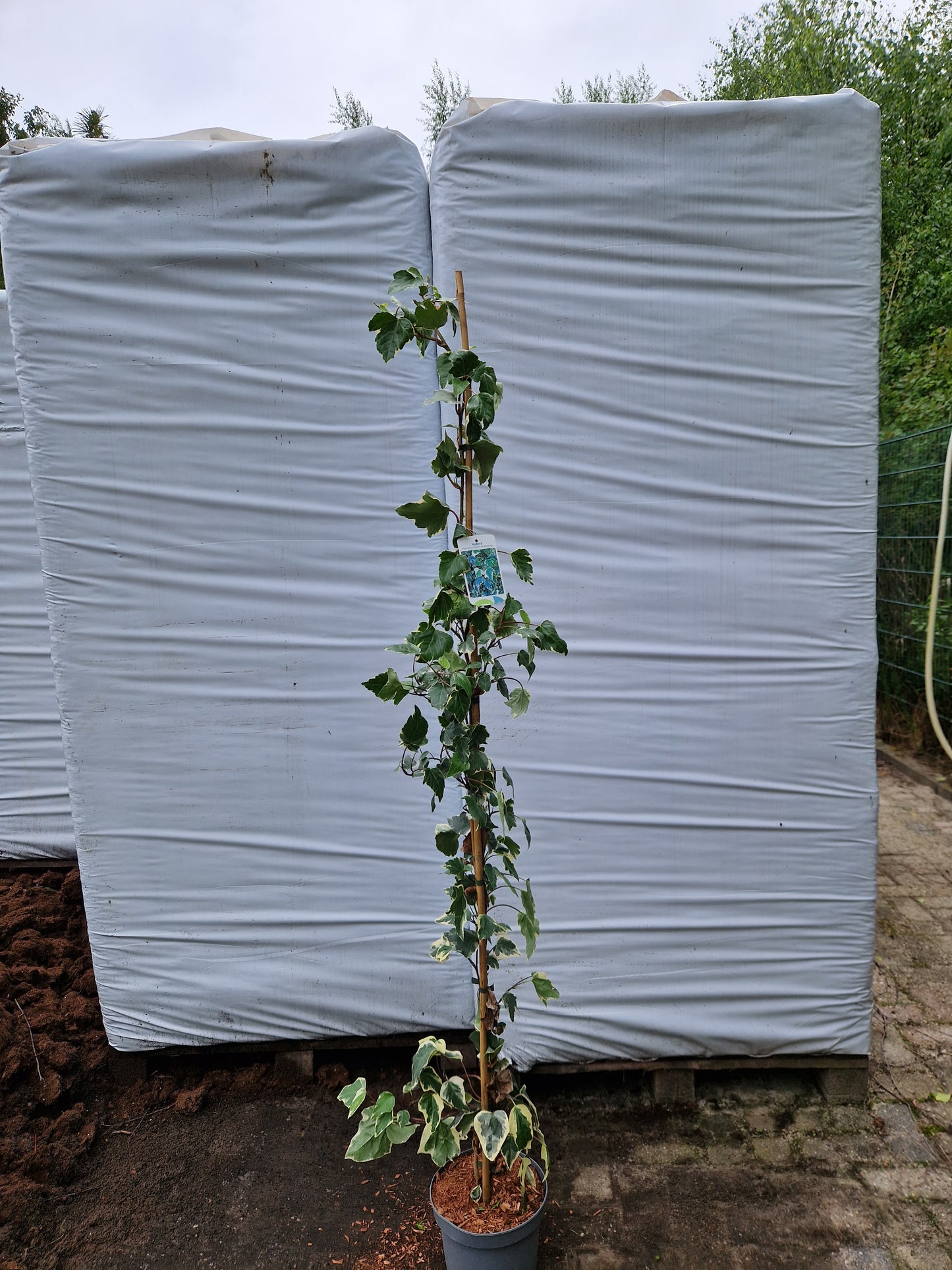 Hedera alg. Gloire de Marengo 160-180cm klimplant