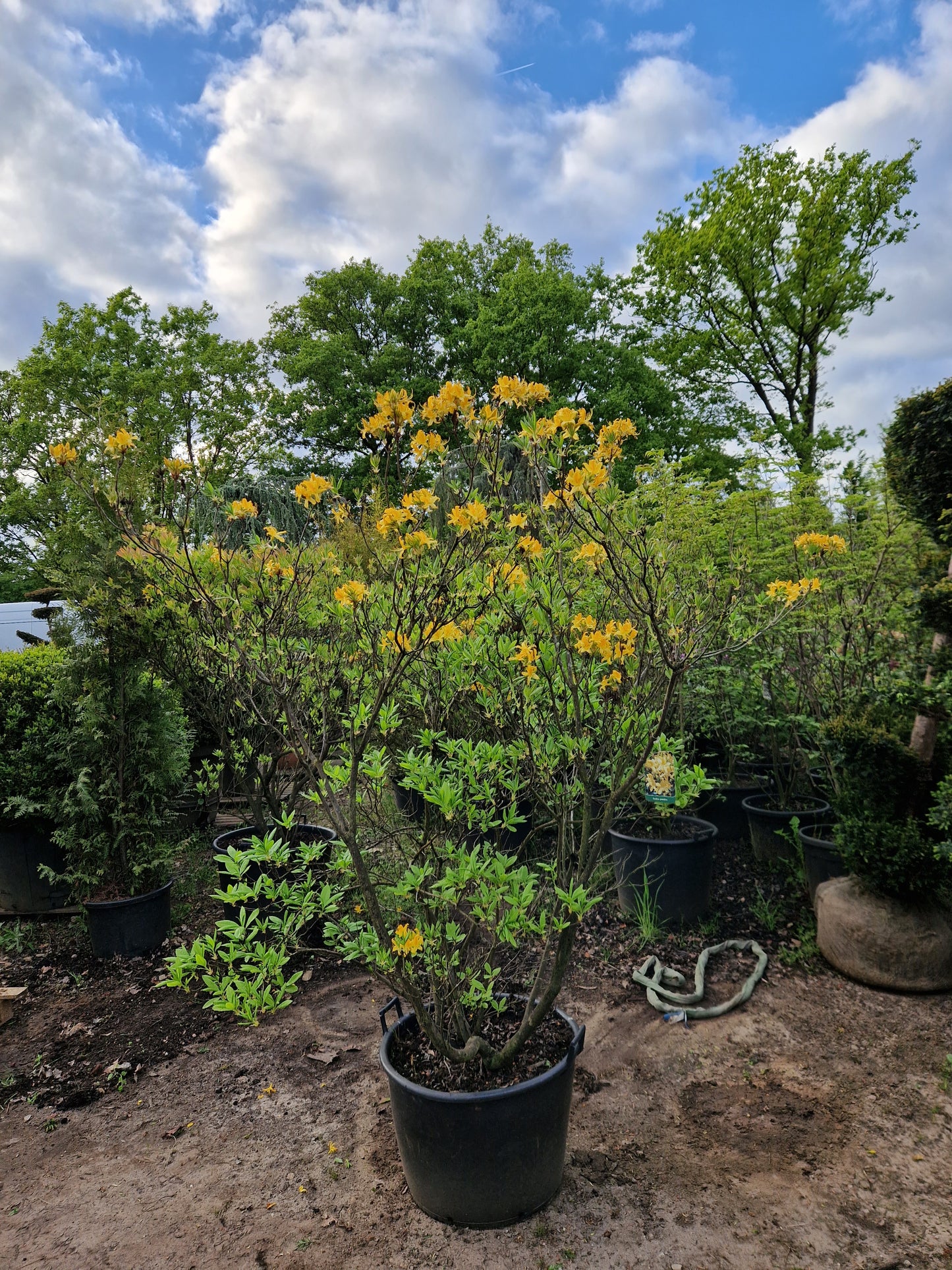 Azalea hybride Pontica XXL Geel