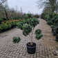 Ligustrum Texanum groenblijvende liguster bonsai pompon