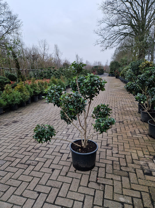 Ligustrum Texanum groenblijvende liguster bonsai pompon