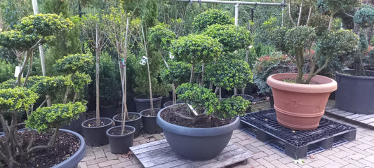 Ilex Crenata bonsai Japanse hulst in Sierpot