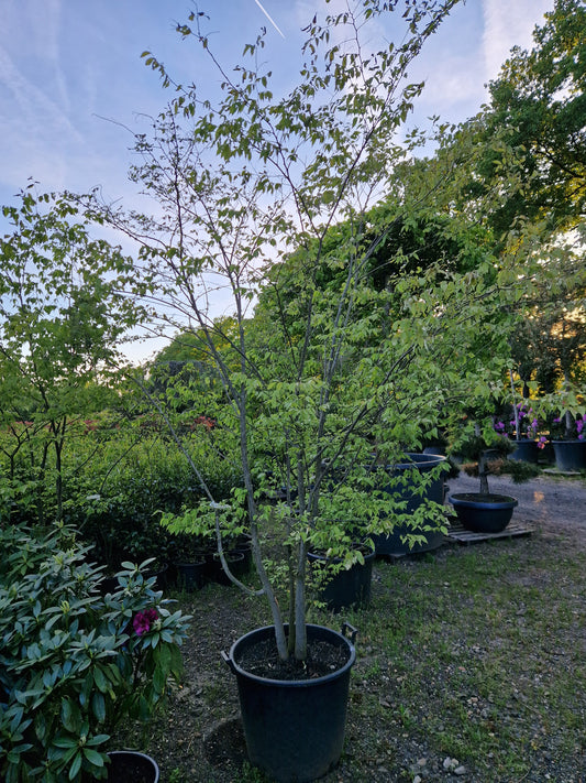 Zelkova Serrata meerstammig Japanse Iep 300cm