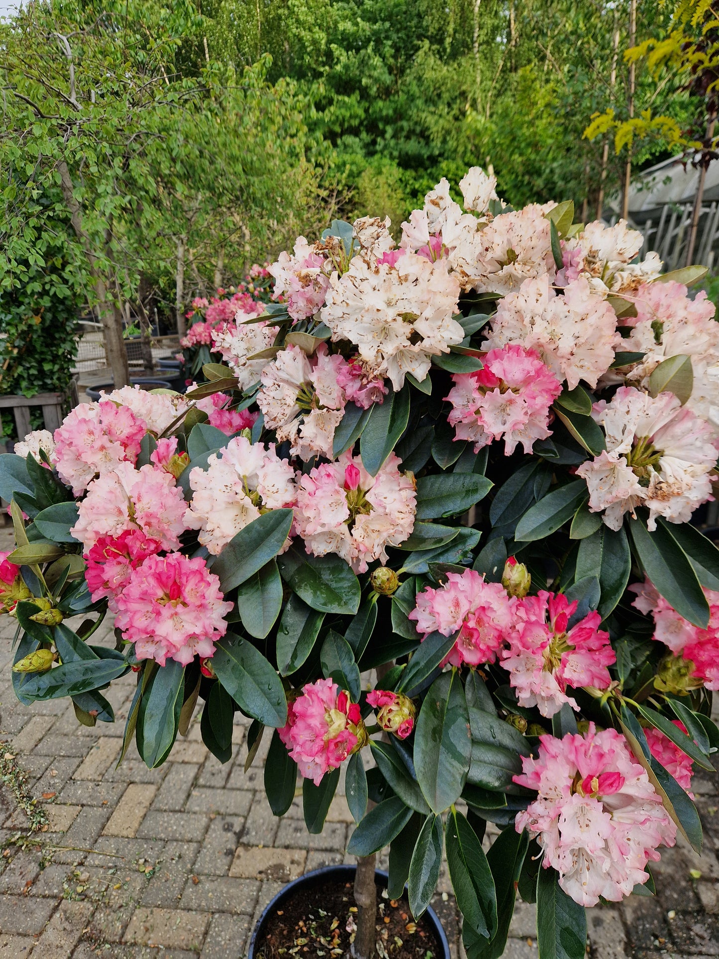 Rhododendron Wit roze Diktstammig 100cm op stam