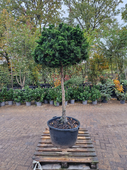 Dwergcypres Chamaecyparis obtusa Nana Gracilis op stam