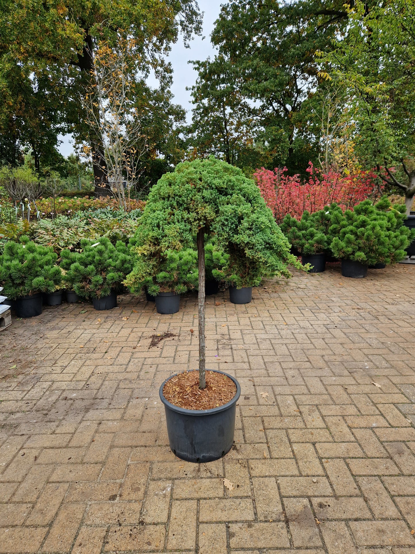 Juniperus procumbens Nana jeneverbes op stam