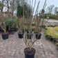 Euonymus alatus Compactus Kardinaalsmuts 80/100
